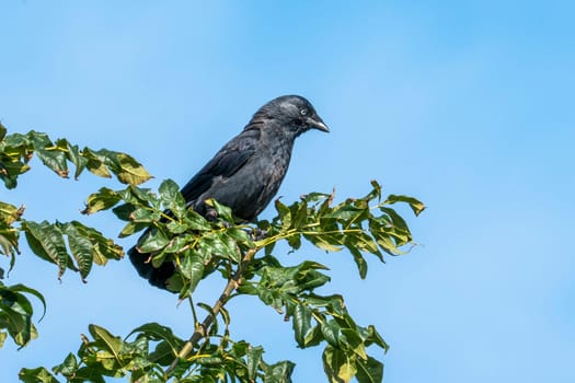 Jackdaw (Coloeus monedula) a black crow bird perched on a tree top branch with a clear blue sky, stock photo image
