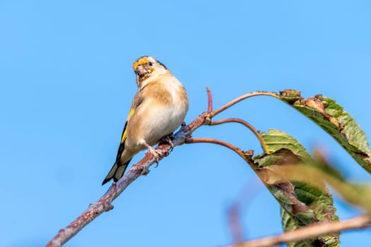 Goldfinch (Carduelis carduelis) bird perched on a shrub branch which is a common garden songbird bird found in the UK and Europe, portrait, stock image photo