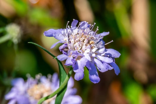 Scabiosa columbaria Kingfisher blue an herbaceous perennial spring summer flower plant commonly known as scabious pincushion flower, stock photo image