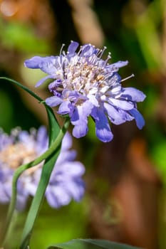 Scabiosa columbaria Kingfisher blue an herbaceous perennial spring summer flower plant commonly known as scabious pincushion flower, stock photo image