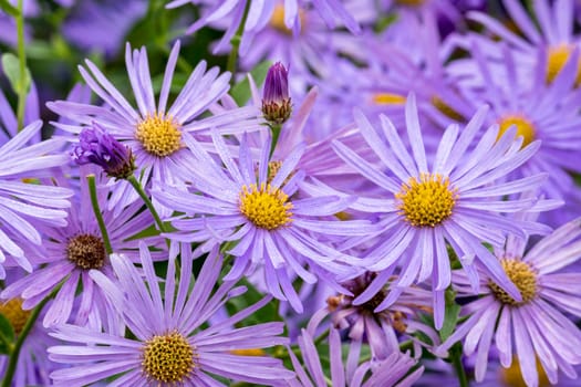 Aster x frikartii 'Monch' a lavender blue herbaceous perennial summer autumn flower plant commonly known as michaelmas daisy, stock photo image