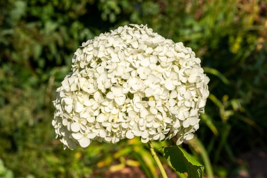 Hydrangea arborescens 'Annabelle' a summer flower small white shrub plant commonly known as smooth hydrangea stock photo image