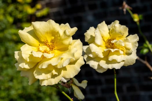 Rose 'Korlillub' (rosa) a yellow perennial spring summer autumn flower shrub plant also known as 'Lichtkonigin Lucia', stock photo image