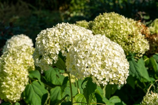 Hydrangea arborescens 'Annabelle' a summer flower small white shrub plant commonly known as smooth hydrangea stock photo image