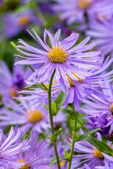 Aster x frikartii 'Monch' a lavender blue herbaceous perennial summer autumn flower plant commonly known as michaelmas daisy, stock photo image