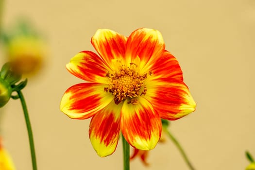 Dahlia 'Pooh Swan Island' an orange yellow flower summer flower tuber plant stock photo image