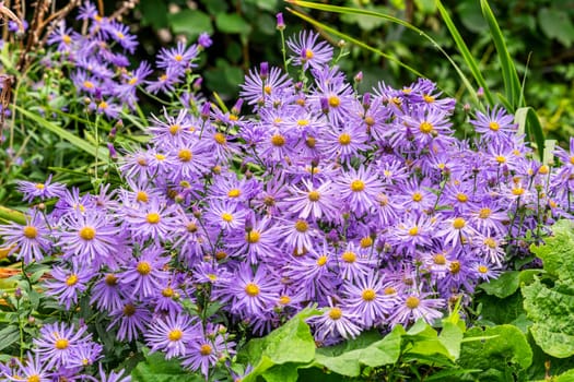 Aster x frikartii 'Monch' a lavender blue herbaceous perennial summer autumn flower plant commonly known as Michaelmas daisy, stock photo image