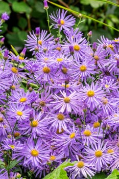 Aster x frikartii 'Monch' a lavender blue herbaceous perennial summer autumn flower plant commonly known as Michaelmas daisy, stock photo image