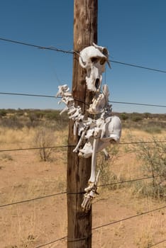 Baboon skeleton attached to a wooden post of a fence