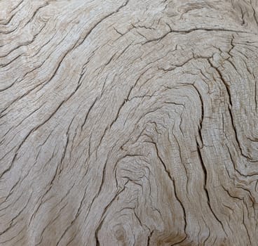 old tree trunk of a Faidherbia albida, pattern