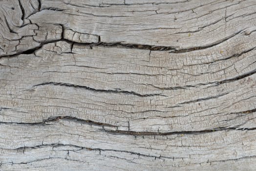 old tree trunk of a Faidherbia albida, pattern