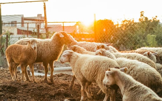A herd of sheep near the mesh fence. Domestic sheep.