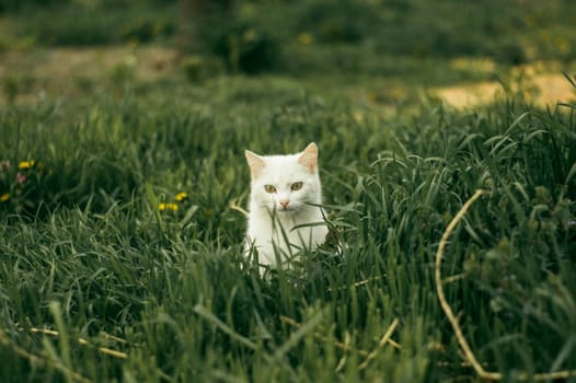 White cat in green grass. Kitten on the lawn.