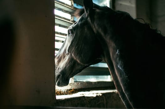 A horse looks out the window of a farm in a paddock.