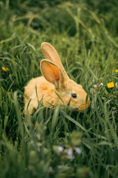 Red rabbit in the grass at the flowers. A little rabbit.