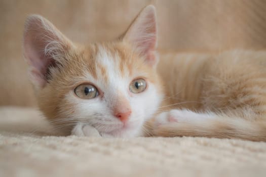 Young red cat on a light background, relax concept life style