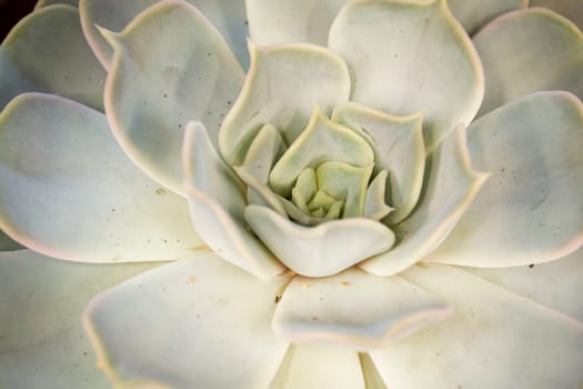 Triangular arrangement of teal succulents cactus succulents closeup