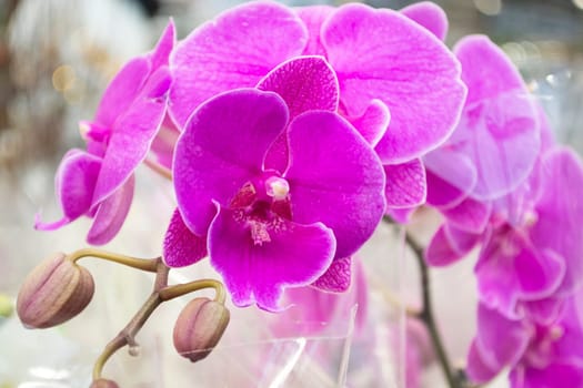 Inflorescence of purple orchids blooming, natural flower huge group close up