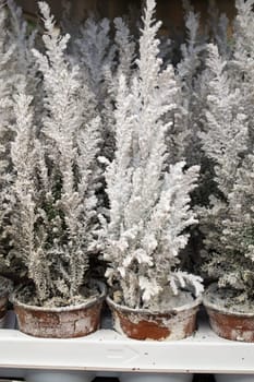 hedge of thuja trees painted in white for new year, vertical image