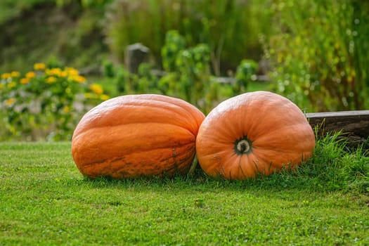 Two bog pumpkins on the lawn in countryside