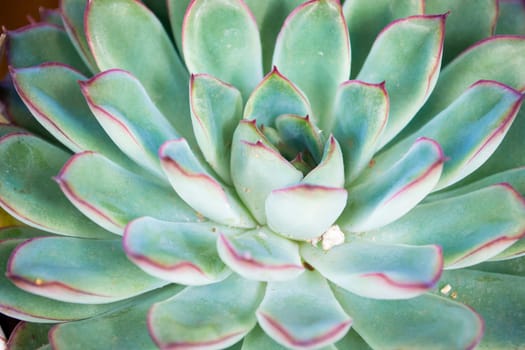 Teal succulent of echevery close up texture