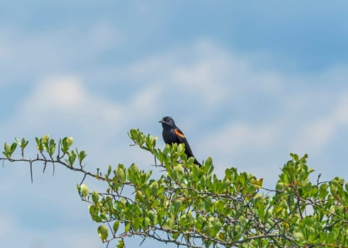 Red Winged Blackbird in a Prairie Bush in the Goose Lake Prairie State Natural Area in Iliinois