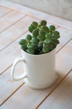 Crassula plant. Money tree in a pot in form of mug. Feng Shui succes concept. Vertical image
