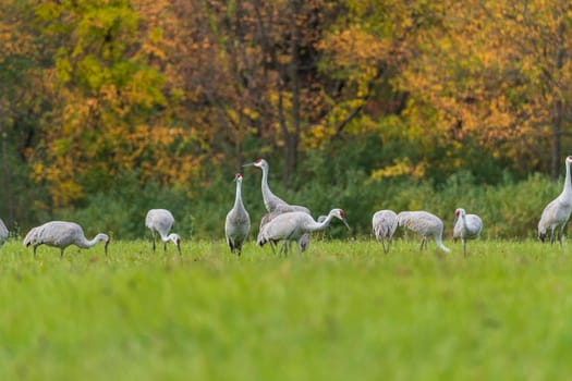 Sandhill Cranes Feeding in a Field in the Autumn in Moraine Hills State Park in Illinois