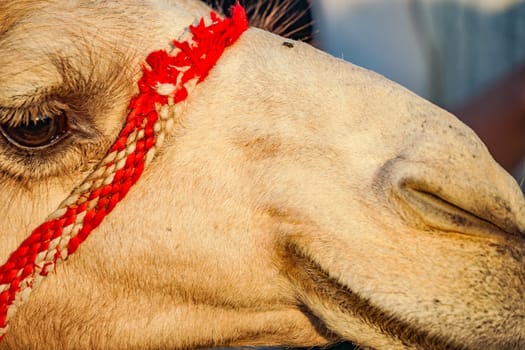 Of the Arabian desert camel (United Arab Emirates). Shooting Location: Dubai