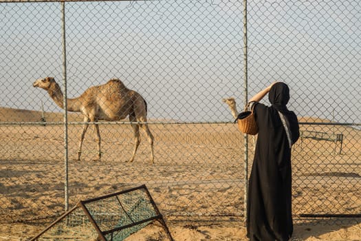 Of the Arabian desert camel (United Arab Emirates). Shooting Location: Dubai