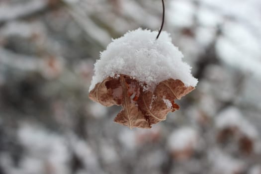 Snow on leaves of plant during snowfall winter season. closeup view of snowflakes on plant in park