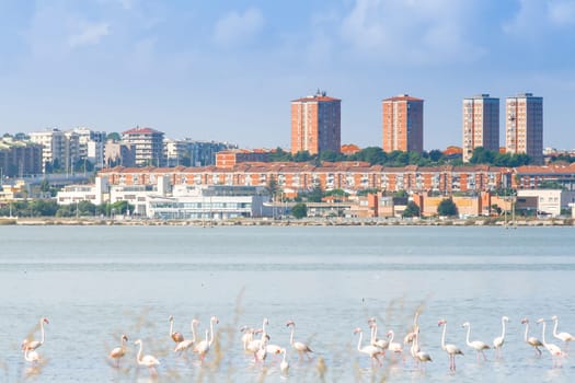 Nature Reserve Cagliari. .Protected park in the center of the city of Cagliari