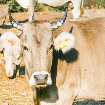 curious calf look at me in the conuntry side