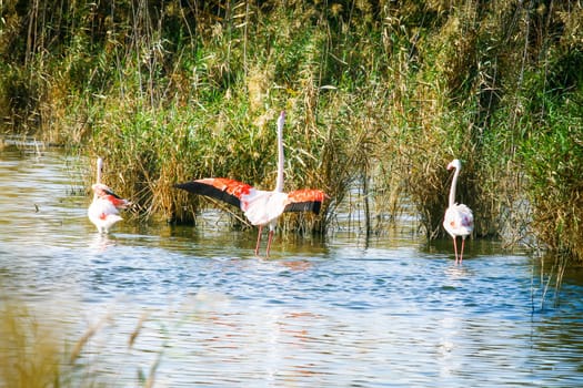 Walk in the pond. Flamingos in Cagliari.