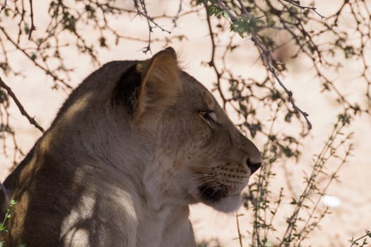 Lion waiting under trees at Kgalagadi Transfontier Park, South Africa