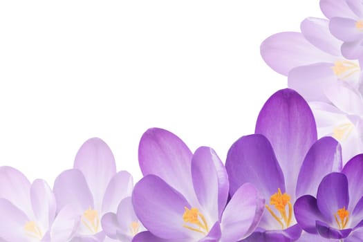 The group of purple crocus flowers is filling the bottom and right edges of the image. In the lower right corner of the image is darker flower. Other surface is white.