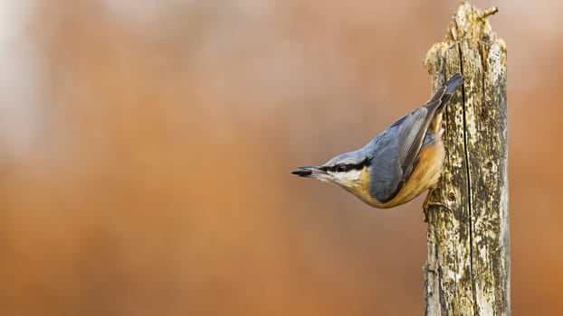 Agile eurasian nuthatch, sitta europaea,geeding himself with sunflower seed. Small bird attached to the wooden stick. Vital nuthatch climbing and eating. Bird with open beak upside down in garden.