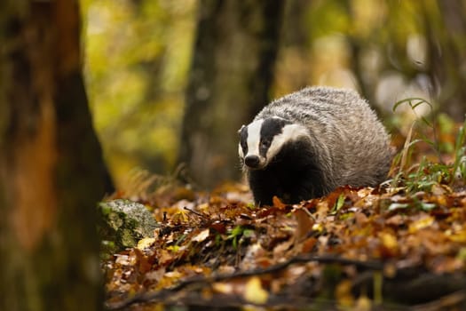 Shy european badger, meles meles, with stripe on its small head feeling threatened. Black and white forest animal with cute face. Adult badger out of its hole and alone in the wilderness.
