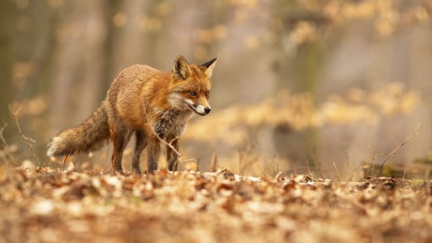 Curious red fox, vulpes vulpes, with fluffy tail hunting in young trees. Cute mammal walking in the autumnal forest. Feline predator standing on the orange foliage. Adult animal hunting in autumn.