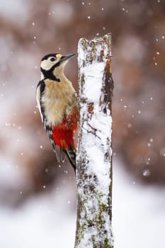 Great spotted woodpecker, dendrocopos major, climbing on tree during snowing. White-red-black bird sitting on stump in winter. Color feathered animal tabbing to the snowy wood.