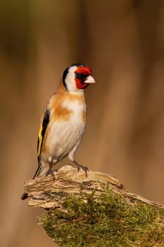 European goldfinch, carduelis carduelis, sitting on mossed wood in winter. Bird with red head resting on stump vertical. Feathered animal looking on green branch.
