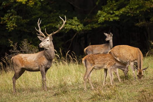 Group of red deer, cervus elaphus, grazing on glade in autumn nature. Majestic stag protecting herd on field in fall. Wild mammals family feeding on pasture.