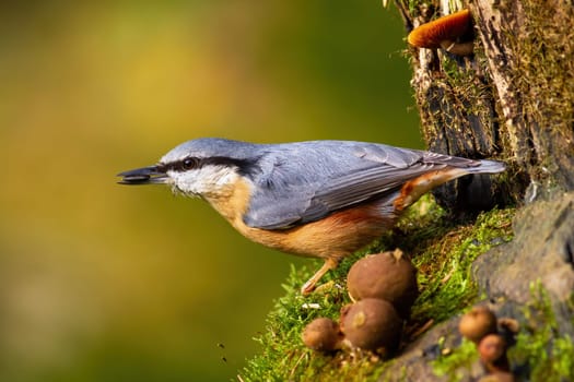 Eurasian nuthatch, sitta europaea, holding a sunflower seed in a beak in garden during spring season. Little wild bird feeding on tree trunk from side. Animal in nature with green blurred background.