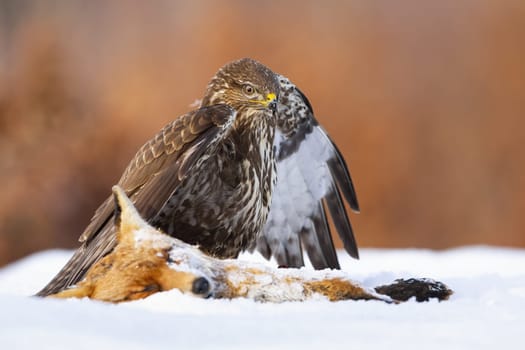 Common buzzard, buteo buteo, standing next to dead fox on snow in winter. Brown majestic bird looking to the prey on white field. Wild feathered animal hunting on glade.