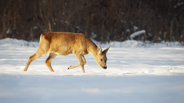 Roe deer doe, capreolus capreolus, walking on snow with head down and looking for food in winter. Female mammal going illuminated by evening sun on a meadow from side view.