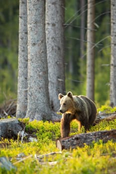 Female brown bear, ursus arctos, looking aside backlit by morning sun in spruce forest during springtime. Vertical composition of animal wildlife approaching from front with copy space.