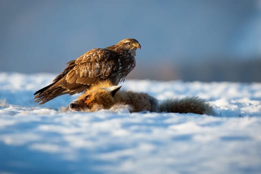 Common buzzard, buteo buteo, sitting on snow in wintertime nature. Bird of prey standing next to dead fox.