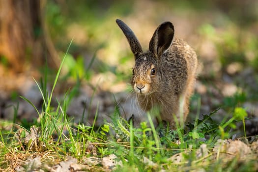 Little brown hare, lepus europaeus, jumping on grass in spring nature. Cute wild rabbit skitting in forest in springtime. Long-eared animal approaching in woodland with copy space.