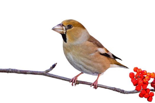 Hawfinch, coccothraustes coccothraustes, sitting on branch isolated on white background. Little brown bird resting on twig with red berries cut out on blank.