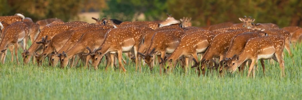 Group of fallow deer, dama dama, grazing on glade in spring nature. Spotted mammals feeding with grass on pasture in panoramic view. Herd of wild animals eating on grassland.